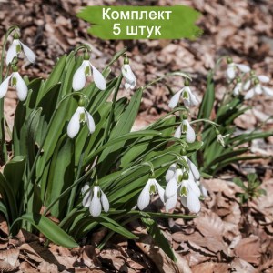 Луковица подснежника Крымский  -  комплект 5 шт.