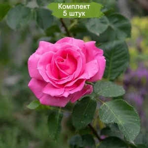 Саженцы чайно-гибридной розы Бабкина (Babkina) -  комплект 5 шт.