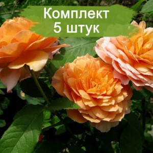 Саженцы английской розы Грейс (Grace) -  комплект 5 шт.