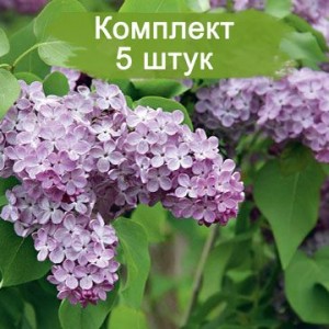 Саженцы сирени Лавандер Леди (Lavander Lady) -  комплект 5 шт.