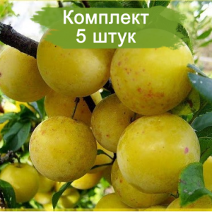 Саженцы ранней желтой сливы Золотой шар -  комплект 5 шт.