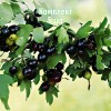 Комплект 5шт / Смородина золотистая Барнаульская