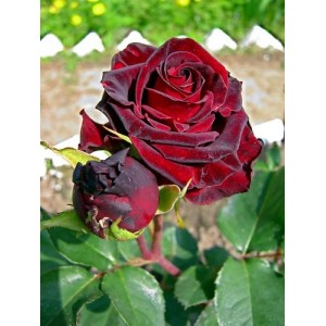 Саженец чайно-гибридной розы Фиджи Негро (Fiji Negro)