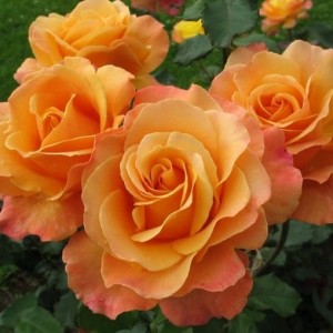 Саженец чайно-гибридной розы Лолита (Lolita)