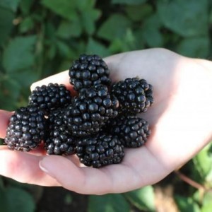 Саженец ежевики Прайм Арк Фридом (Prime Ark Freedom)